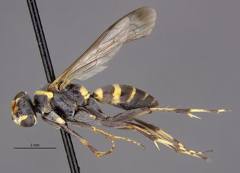 Media type: image;   Entomology 26781 Aspect: habitus lateral view